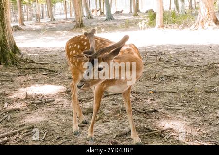 Junge Fawn in bewaldeten Habitat mit sanftem Licht und sanften Schatten. Stockfoto