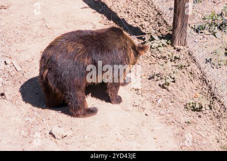 Grizzlybär beobachtet seine Umgebung in Natural Habitat. Stockfoto