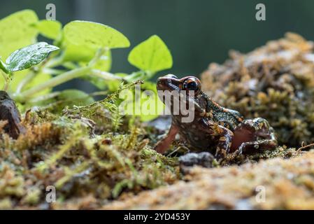Der gefleckte Bachfrosch in einem Busch Stockfoto