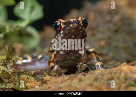 Der gefleckte Bachfrosch in einem Busch Stockfoto