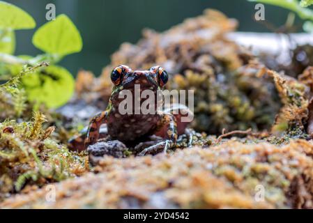 Der gefleckte Bachfrosch in einem Busch Stockfoto
