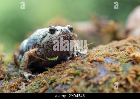 Der schmalmummige Frosch im Moos Stockfoto