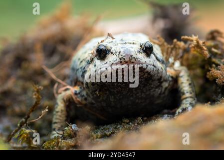 Der schmalmummige Frosch im Moos Stockfoto