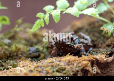 Der gefleckte Bachfrosch in einem Busch Stockfoto