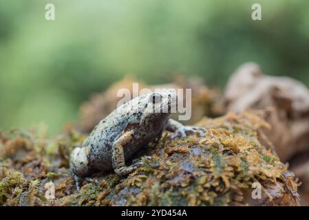 Der schmalmummige Frosch im Moos Stockfoto