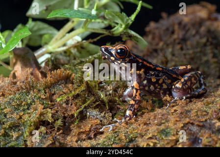 Der gefleckte Bachfrosch in einem Busch Stockfoto