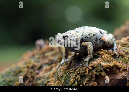 Der schmalmummige Frosch im Moos Stockfoto