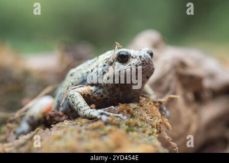 Der schmalmummige Frosch im Moos Stockfoto