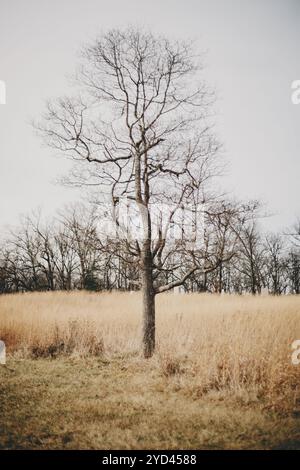 Einsamer, blattloser Baum vor einem Feld mit hohem Gras Stockfoto
