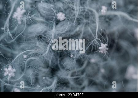 Detail mit Schneeflocken, die im Winter auf blauem Fäustling gefangen wurden Stockfoto