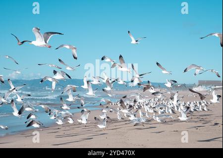 Möwenherde, die vom Strand in El Segundo abheben Stockfoto