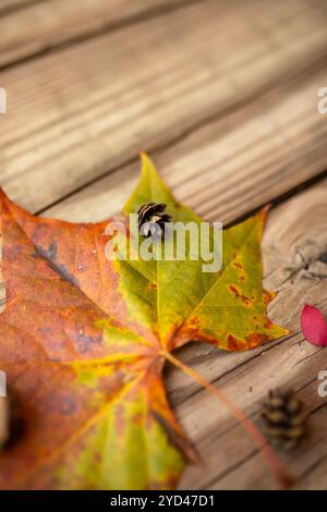 Nahaufnahme von Herbstahornblatt und kleinem Kiefernkegel gegen Holzoberfläche Stockfoto