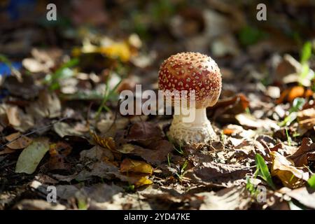 Fliegen Sie Pilze auf einer sonnigen Wiese im Herbstwald Stockfoto