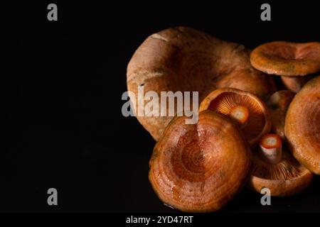 Pilze Safran Milchkappe auf schwarzem Hintergrund, Stillleben von M Stockfoto