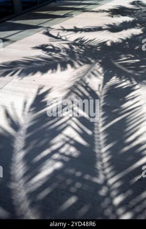 Schatten von Palmwedeln auf einer sonnendurchfluteten Betonoberfläche Stockfoto