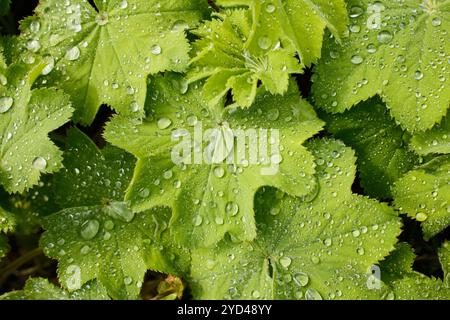 Grüne Blätter der Pflanze, bedeckt mit Wassertropfen bei Tageslicht Stockfoto