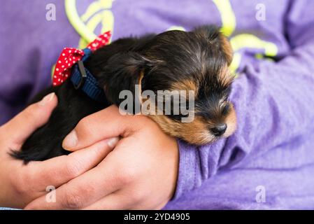 Ein winziger Yorkshire Terrier-Welpe schläft friedlich in sanften Händen. Stockfoto