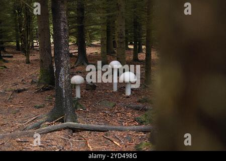 Weiße Pilze, die im Wald wachsen Stockfoto