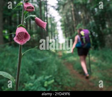 Eine Frau wandert Auf Einem Waldweg mit einer Foxglove-Blume im Vordergrund Stockfoto