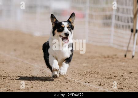 Pembroke Welsh Corgi Lure Course Sprint Dog Sport Stockfoto