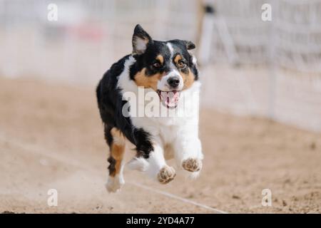 Australian Shepherd Aussie Dog Running Lure Course Dog Sport Stockfoto