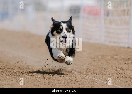 Pembroke Welsh Corgi Lure Course Sprint Dog Sport Stockfoto