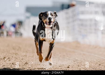 Greater Swiss Mountain Dog Running Lure Course Sprint Dog Sport Stockfoto