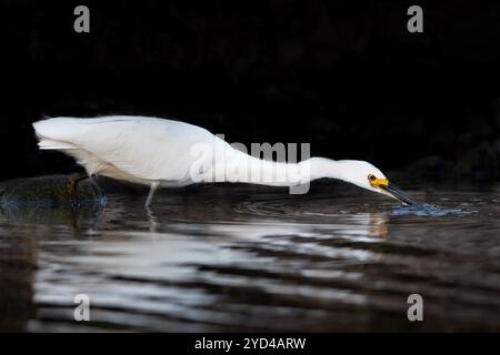 Rinderreiher Auf Der Jagd Nach Fischen Stockfoto