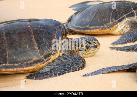 Meeresschildkröte am Strand Stockfoto