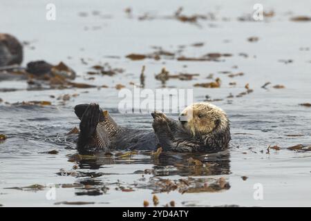 Sea Otter spielt im Wasser Stockfoto