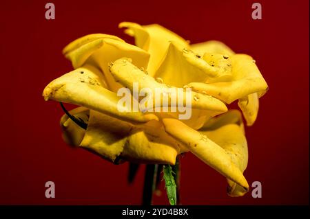 Blühende gelbe Teerose auf rotem Hintergrund Stockfoto