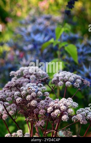 angelica sylvestris purpurea, Garten, Gärten, Blütenkopf, Blumenblüte, Blumenblüten, Blütenpracht, Dolde, Dolden, Numbelliferen, RM Floral Stockfoto