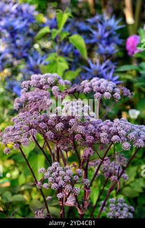 angelica sylvestris purpurea, Garten, Gärten, Blütenkopf, Blumenblüte, Blumenblüten, Blütenpracht, Dolde, Dolden, Numbelliferen, RM Floral Stockfoto