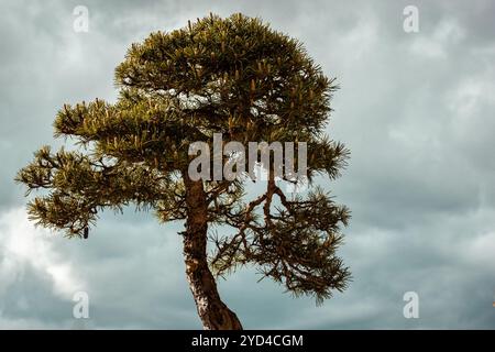 Einsamer Kiefer vor dem düsteren blauen, grauen Himmel. Japanischer Bonsai einsamer Nadelbaum mit Zen im Garten. Miniaturbäume im Freien wachsen. Stockfoto
