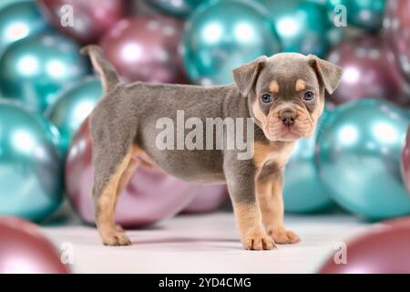 Sechs Wochen alter gesunder Flieder orange Bräune französischer Bulldog Hund Welpe mit Schwanz stehend vor bunten Ballons Hintergrund Stockfoto