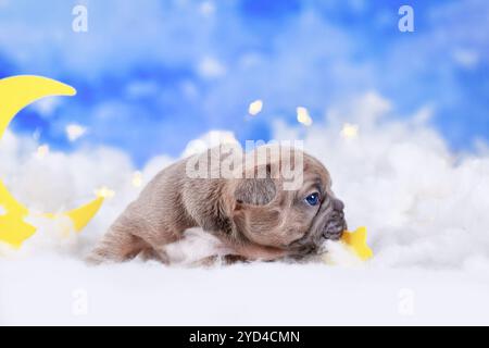 Kleiner französischer Bulldog-Hündchen zwischen flauschigen Wolken mit Mond und Sternen Stockfoto