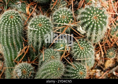 Hintergrund von Kakteen selektiven Fokus in der Draufsicht. Die Cactus-Spines-Nahaufnahme. Mammillaria-Kakteen. Echinopsis spachiana. Taschenlampe Kakteen. Dessertpflanzen. Stockfoto