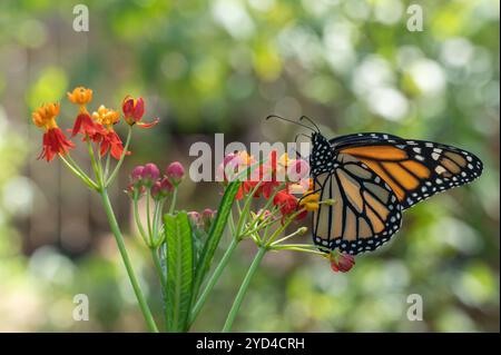Nahaufnahme eines Monarch-Schmetterlings auf einer tropischen Milchpflanze, Asclepias curassavica, in einem texanischen Garten. Stockfoto