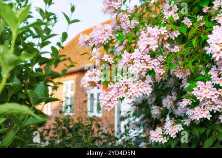 Garten, Blume und Blätter mit Haus für natürliches Wachstum, Plantage oder Outdoor-Ökologie. Nahaufnahme, bunte Blütenblätter und Blüten mit Blüte, Botanik oder Stockfoto