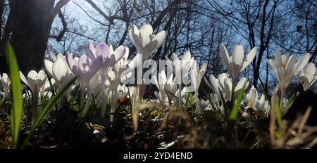 Wiese voller Krokusse im Frühling Stockfoto