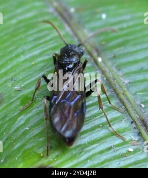 Südliche Michelin-Ameise (Amblyopone australis) Stockfoto