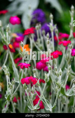 Lychnis Coronaria Gärtner's World, rot lila blühende Kombination, lila, Blüte; Blüte; Blumen; Garten; Gartenarbeit; Gärten; RM Floral Stockfoto