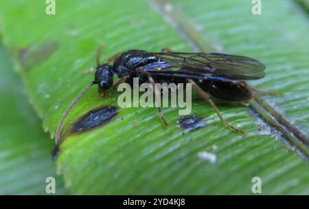 Südliche Michelin-Ameise (Amblyopone australis) Stockfoto