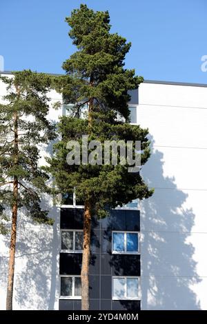 Zwei Kiefern neben einem Wohngebäude Stockfoto
