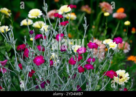 Lychnis Coronaria Gärtner's World, rot lila blühende Kombination, lila, Blüte; Blüte; Blumen; Garten; Gartenarbeit; Gärten; RM Floral Stockfoto