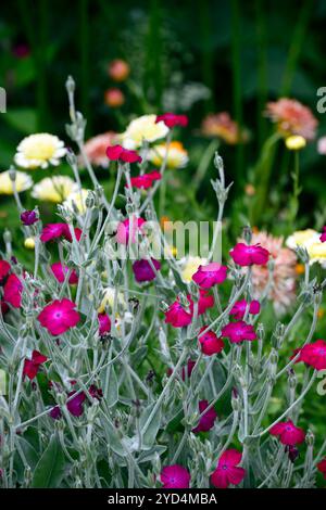 Lychnis Coronaria Gärtner's World, rot lila blühende Kombination, lila, Blüte; Blüte; Blumen; Garten; Gartenarbeit; Gärten; RM Floral Stockfoto