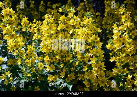 Schöne gelbe Loosestrife Blumen Stockfoto