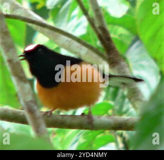 Weißgekrönter Shama (Copsychus stricklandii stricklandii) Stockfoto