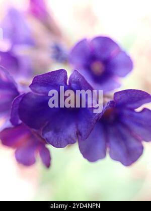 Schmalblättriges Lungenkraut (Pulmonaria longifolia) Stockfoto