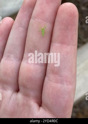 Magnolia Green Jumping Spider (Lyssomanes viridis) Stockfoto